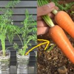 ペットボトルでもニンジンは育つ！！ /  How to grow carrots in plastic bottles