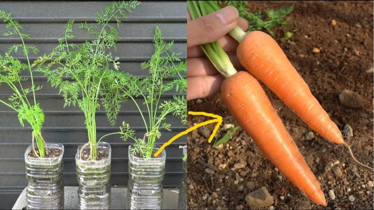 ペットボトルでもニンジンは育つ！！ /  How to grow carrots in plastic bottles