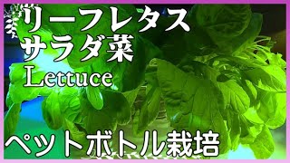 リーフレタスをペットボトルで栽培してみました。【Lettuce  PET bottle cultivation】「リーフレタス栽培方法」「リーフレタス ペットボトル栽培」「サラダ菜栽培方法」