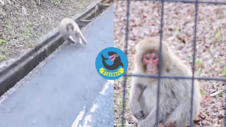 野猿（NOZARU）に威嚇されるシルクロード#shorts #フィッシャーズ #シルクロード