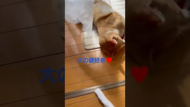 袋好きな猫　#ペット　#ねこ 　#short