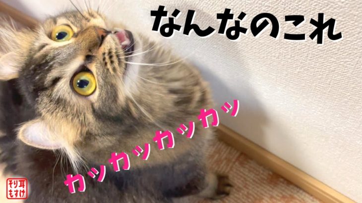 何この鳴き声？ダイエット中におかしな声で鳴き始めた猫