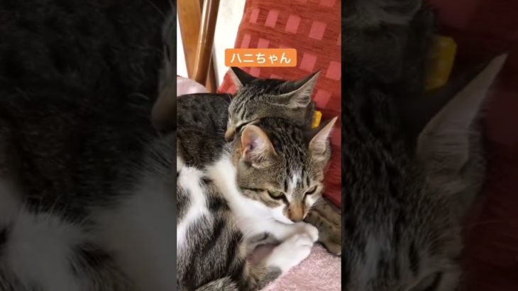 仲良しニャンコ姉妹🐱🐱猫 子猫 猫可愛い ペットのいる暮らし