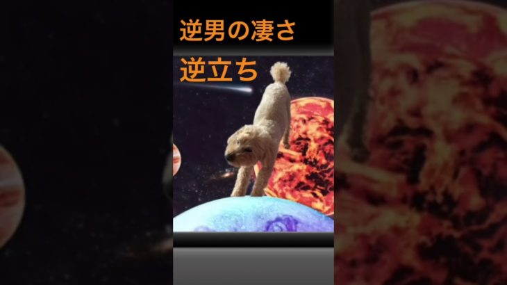 フィッシャーズリスペクト 逆立ちするトイプー逆男？