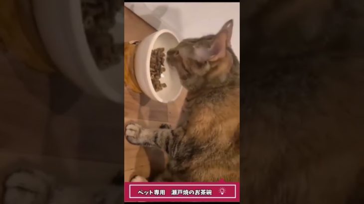 ペット専用「瀬戸焼のお茶碗」できました