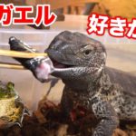 捕まえたウシガエルをアフロクにあたえてみたら大喜び！！