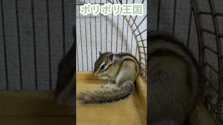 しまりす「ポン吉」ポリポリ三昧です。【ペット】【シマリス】【Chipmunk】【Squirrel】【Kawaii】【Cute】