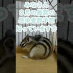 しまりす「ポン吉」衝撃の事実！！【ペット】【シマリス】【Chipmunk】【Squirrel】【Kawaii】【Cute】