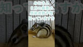 しまりす「ポン吉」衝撃の事実！！【ペット】【シマリス】【Chipmunk】【Squirrel】【Kawaii】【Cute】