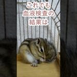 しまりす「ポン吉」定期血液検査！！【ペット】【シマリス】【Chipmunk】【Squirrel】【Kawaii】【Cute】