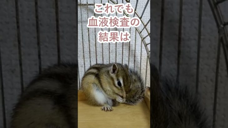 しまりす「ポン吉」定期血液検査！！【ペット】【シマリス】【Chipmunk】【Squirrel】【Kawaii】【Cute】