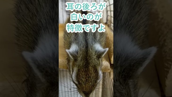 しまりす「ポン吉」耳の後ろ。【ペット】【シマリス】【Chipmunk】【Squirrel】【Kawaii】【Cute】