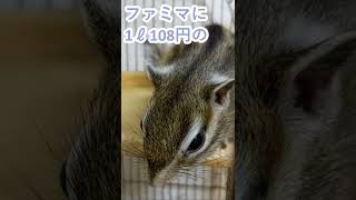 しまりす「ポン吉」ファミマの強炭酸水！！【ペット】【シマリス】【Chipmunk】【Squirrel】【Kawaii】【Cute】