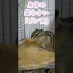 しまりす「ポン吉」柔軟です！！【ペット】【シマリス】【Chipmunk】【Squirrel】【Kawaii】【Cute】