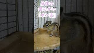 しまりす「ポン吉」柔軟です！！【ペット】【シマリス】【Chipmunk】【Squirrel】【Kawaii】【Cute】