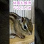 しまりす「ポン吉」厳しい毎日！！【ペット】【シマリス】【Chipmunk】【Squirrel】【Kawaii】【Cute】