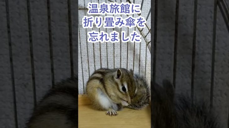 しまりす「ポン吉」忘れ物。【ペット】【シマリス】【Chipmunk】【Squirrel】【Kawaii】【Cute】