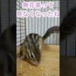 しまりす「ポン吉」無花果食べたい！！【ペット】【シマリス】【Chipmunk】【Squirrel】【Kawaii】【Cute】