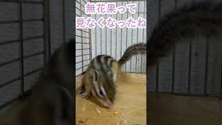 しまりす「ポン吉」無花果食べたい！！【ペット】【シマリス】【Chipmunk】【Squirrel】【Kawaii】【Cute】