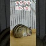 しまりす「ポン吉」薄目のおやすみ。【ペット】【シマリス】【Chipmunk】【Squirrel】【Kawaii】【Cute】