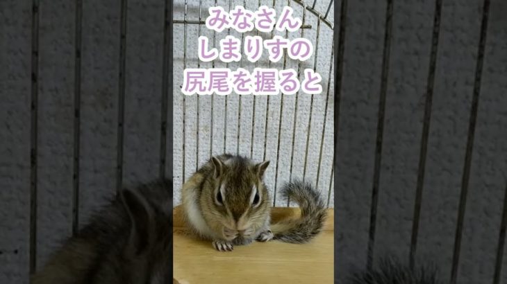 しまりす「ポン吉」衝撃！しっぽの秘密！！【ペット】【シマリス】【Chipmunk】【Squirrel】【Kawaii】【Cute】
