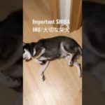 Important dog/大切な柴犬【柴犬】【豆柴】【黒柴】【ペット】【犬】