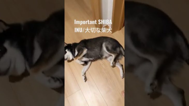 Important dog/大切な柴犬【柴犬】【豆柴】【黒柴】【ペット】【犬】
