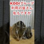 しまりす「ポン吉」衝撃！KDDIのピンチ！！【ペット】【シマリス】【Chipmunk】【Squirrel】【Kawaii】【Cute】【au】【UQ】