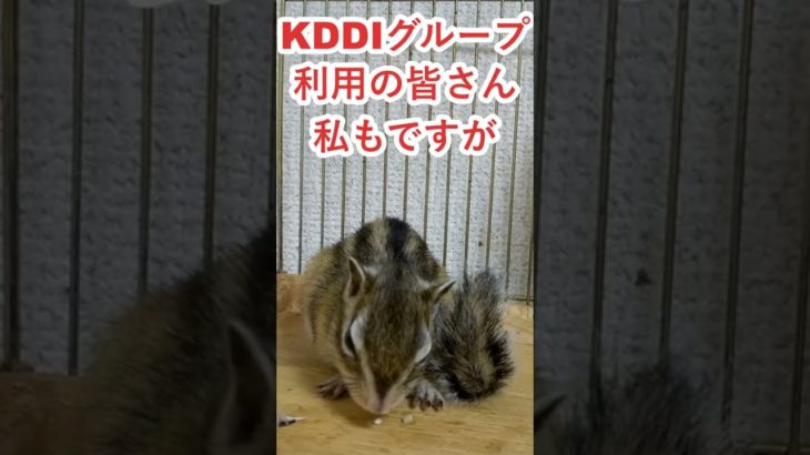 しまりす「ポン吉」衝撃！KDDIのピンチ！！【ペット】【シマリス】【Chipmunk】【Squirrel】【Kawaii】【Cute】【au】【UQ】