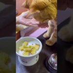 長崎ペット用カステラを食べる猫