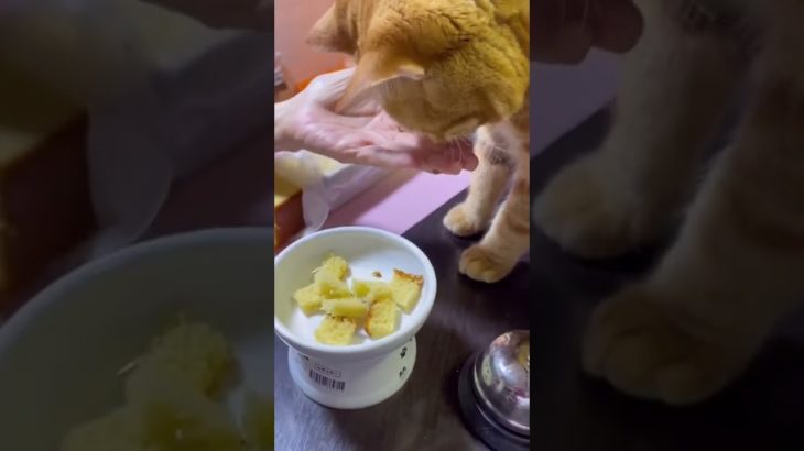 長崎ペット用カステラを食べる猫