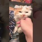 #35日目もなか#ペットホテルでたくましくなって帰ってきたw#いっぱい遊んだんだね