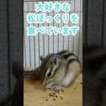 しまりす「ポン吉」松ぼっくり大好き！！【ペット】【シマリス】【Chipmunk】【Squirrel】【Kawaii】【Cute】