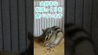 しまりす「ポン吉」松ぼっくり大好き！！【ペット】【シマリス】【Chipmunk】【Squirrel】【Kawaii】【Cute】