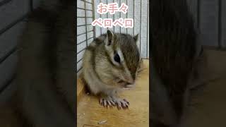 しまりす「ポン吉」お手々ペロペロ！！【ペット】【シマリス】【Chipmunk】【Squirrel】【Kawaii】【Cute】