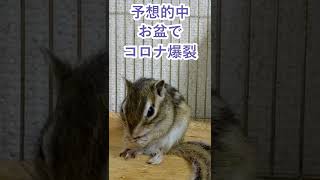 しまりす「ポン吉」移動はダメだって…。【ペット】【シマリス】【Chipmunk】【Squirrel】【Kawaii】【Cute】