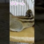 しまりす「ポン吉」伸びる！！【ペット】【シマリス】【Chipmunk】【Squirrel】【Kawaii】【Cute】