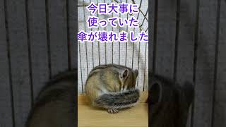 しまりす「ポン吉」とうとう壊れた！！【ペット】【シマリス】【Chipmunk】【Squirrel】【Kawaii】【Cute】