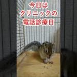 しまりす「ポン吉」電話診療最高！！【ペット】【シマリス】【Chipmunk】【Squirrel】【Kawaii】【Cute】