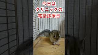 しまりす「ポン吉」電話診療最高！！【ペット】【シマリス】【Chipmunk】【Squirrel】【Kawaii】【Cute】