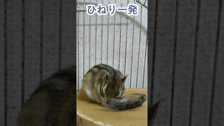 しまりす「ポン吉」寝起きの体操⁈【ペット】【シマリス】【Chipmunk】【Squirrel】【Kawaii】【Cute】