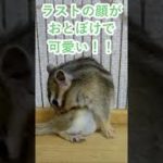 しまりす「ポン吉」おとぼけ顔！！【ペット】【シマリス】【Chipmunk】【Squirrel】【Kawaii】【Cute】