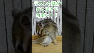 しまりす「ポン吉」おとぼけ顔！！【ペット】【シマリス】【Chipmunk】【Squirrel】【Kawaii】【Cute】