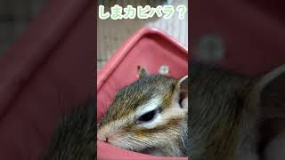 しまりす「ポン吉」カピバラ似⁈【ペット】【シマリス】【Chipmunk】【Squirrel】【Kawaii】【Cute】