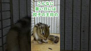 しまりす「ポン吉」バテない方法！！【ペット】【シマリス】【Chipmunk】【Squirrel】【Kawaii】【Cute】