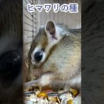 しまりす「ポン吉」早食い大会！！【ペット】【シマリス】【Chipmunk】【Squirrel】【Kawaii】【Cute】