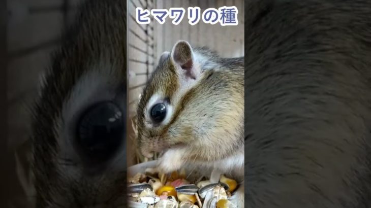 しまりす「ポン吉」早食い大会！！【ペット】【シマリス】【Chipmunk】【Squirrel】【Kawaii】【Cute】