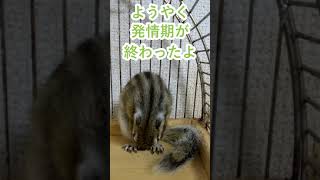 しまりす「ポン吉」落ち着くかな？【ペット】【シマリス】【Chipmunk】【Squirrel】【Kawaii】【Cute】