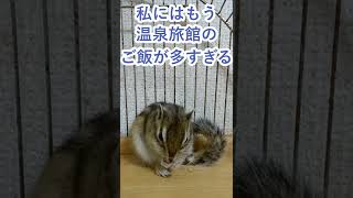 しまりす「ポン吉」私は老けました。【ペット】【シマリス】【Chipmunk】【Squirrel】【Kawaii】【Cute】