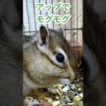 しまりす「ポン吉」モグモグタイム。【ペット】【シマリス】【Chipmunk】【Squirrel】【Kawaii】【Cute】